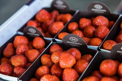 FBC 2025 Hoogstraten strawberries